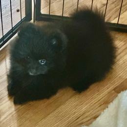 Rusty - Black male Pomeranian puppy in Kansas City, Missouri from S&K Pomeranians