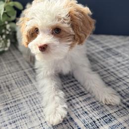 Mr Orange - Blenheim male Cavapoo puppy in Norton Shores, Michigan from Dune Pack Doodles and Poodles