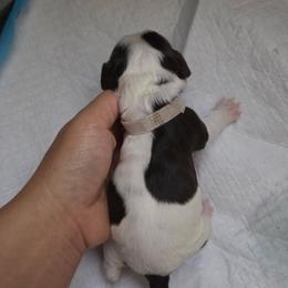 Ruby (White) AKC Pre-Registered - Brown white and tan female Cocker Spaniel puppy in Midlothian, Virginia from Swift Creek Cocker Spaniels