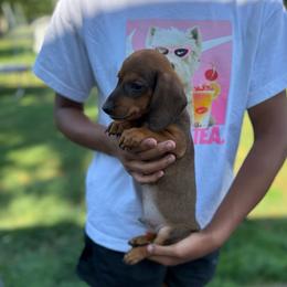 Georgie Take Me Home - Sable male Dachshund puppy in Mansfield, Ohio from Ohio House of Frenchies