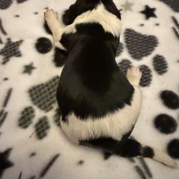 Denali - Black and white male English Springer Spaniel puppy in Huntingdon, Pennsylvania from Indian Creek Springers and Doxies