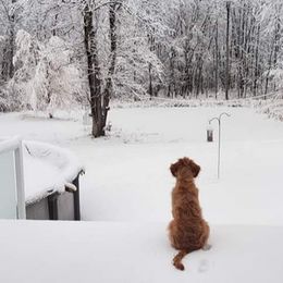 Goldendoodle Puppies from Renegade Doodles