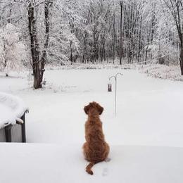 Goldendoodle Puppies from Renegade Doodles