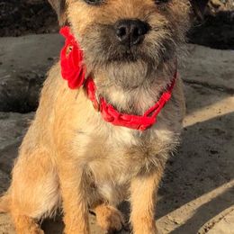 Bloodhounds and Border Terriers from Wychway - Crown Bloodhounds & Border Terriers