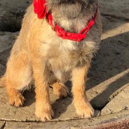 Bloodhounds and Border Terriers from Wychway - Crown Bloodhounds & Border Terriers