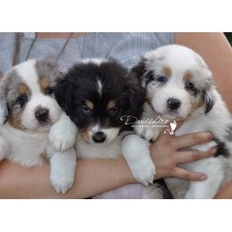 Australian Shepherd Puppies from Davishire Australian Shepherd