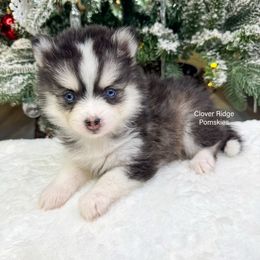 Sidley - Black and white female Pomsky puppy in Sheffield, Iowa from Clover Ridge Pomskies