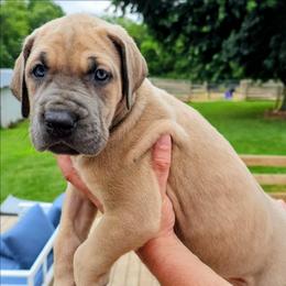 Nancy - Fawn female Great Dane puppy in Princeton, Indiana from Phantasm Farms