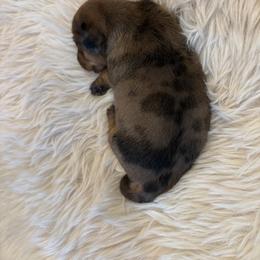 Dachshund Puppies from Mini Dachshunds