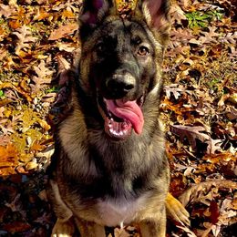 German Shepherds from Smith Lake Shepherds