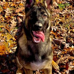 German Shepherds from Smith Lake Shepherds