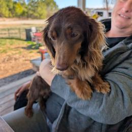 Fiona - Chocolate and tan female Dachshund puppy in Spring Hope, North Carolina from Hogan’s Lowrider Hounds