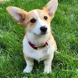 Coco - Pembroke Welsh Corgi