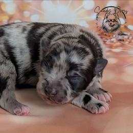 Girl 1 - Blue merle female Pomeranian puppy in Fultonville, New York from Sandy Aussies & Pomeranians