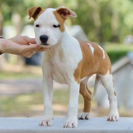 Never - Red female American Staffordshire Terrier puppy in St. Augustine, Florida from LBK & Ancient City