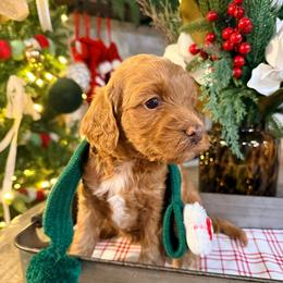 June - Red  female Goldendoodle puppy in Knoxville, Tennessee from Graystone Doodles