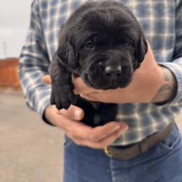 Blue Collar - Black male Labrador Retriever puppy in Longview, Washington from Northwest Cairn Terriers