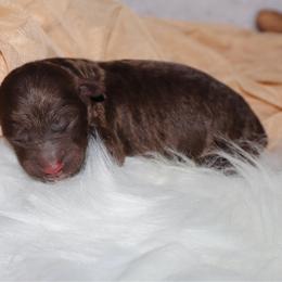 Wonka Bar - Phantom male Bernedoodle puppy in Ohio from Moore Doodles