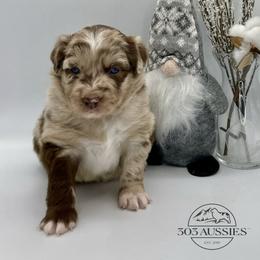 Cindy-Lou - Red merle female Australian Shepherd puppy in Thornton, Colorado from 303 Aussies