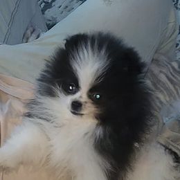 Pomeranians and Pomskies from SelfiePoms