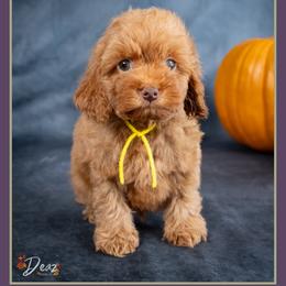 Skelly - Red male Cockapoo puppy in Connersville, Indiana from Deaz Doodle Ranch