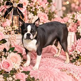 Triscuit - Boston Terrier