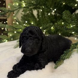Milo - Black male Poodle puppy in Roseville, California from Aura & Luxe Poodles