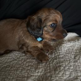 Travis - Red male Dachshund puppy in Hobart, Indiana from Cogsworth Cromwell Dachshunds of NW Indiana