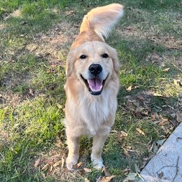 Flutter - Golden Retriever