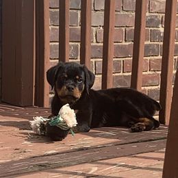 Rottweiler Puppies from Rottweiler Land