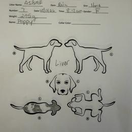 Poppy - Liver roan female German Shorthaired Pointer puppy in San Antonio, Texas from Alvarado Farm Kennels, LLC