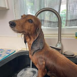 Roslin - Dachshund