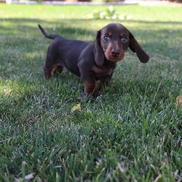 Boy 2 - Chocolate and tan male Dachshund puppy in Craig, Colorado from Rocky Mountain Shih Tzus and Dry Creek Miniature Dachshunds