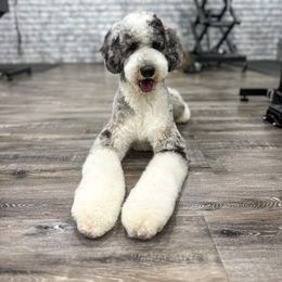 Lady - Bernedoodle