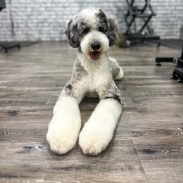 Lady - Bernedoodle