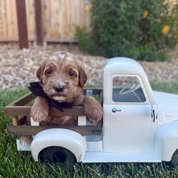 Blaze - Apricot male Goldendoodle puppy in Las Vegas, Nevada from Bridges Goldendoodles