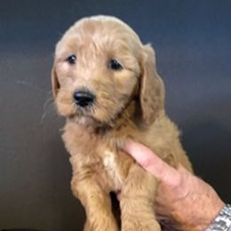 Goldendoodle Puppies from Cindy Totten