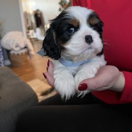 Cavalier King Charles Spaniel Puppies from Southern Valley Cavaliers