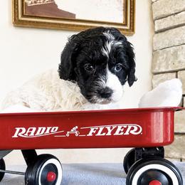 Iris - Black and white female Cockapoo puppy in Connersville, Indiana from MoonShine Babies