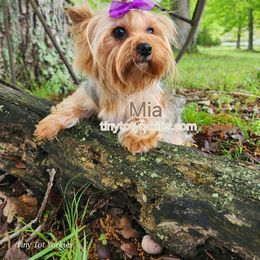Mia - Yorkshire Terrier