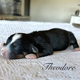 Theodore - Tri-color male Bernedoodle puppy in Salina, Oklahoma from Hudson Shore Bernedoodles