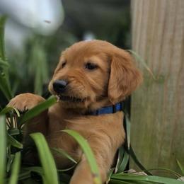 Golden Retrievers and Labrador Retrievers from Revolutionary Performance  Retrievers