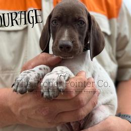 Courage - male German Shorthaired Pointer puppy in Six Mile, South Carolina from The Proper Pointer Co.