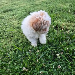 Carolina - Parti female Poodle puppy in Covington, Virginia from A  Gift from above kennel,  LLC