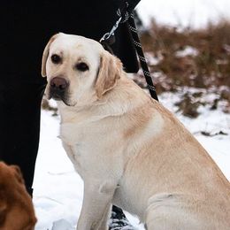 Bones - Labrador Retriever