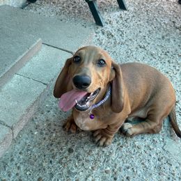 Blackberry - Red male Dachshund puppy in Irving, Texas from DFW Dachshunds by G & S