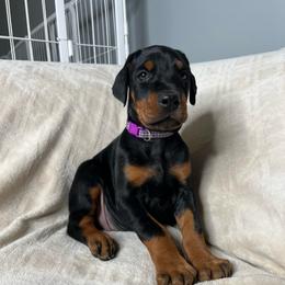 Purple - Black and rust female Doberman Pinscher puppy in Muskegon, Michigan from HillStone Dobermans