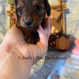Daisy - cream sable - Cream female Dachshund puppy in East Dover, Vermont from Audet’s Mini Dachshunds