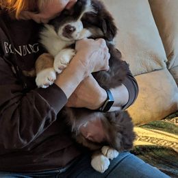 Australian Shepherd Puppies from CinchTight