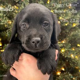 Agent Peggy Carter - Brown Collar, Black Female - 3,500 - Black female Labrador Retriever puppy in Eaton Rapids, Michigan from Higher Ground Labradors